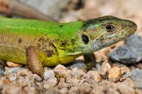 Lacerta viridis, Ropotamo