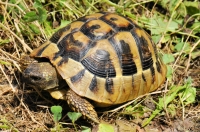 Testudo hermanni, Ropotamo