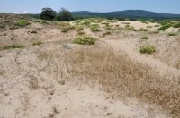 Primorsko, sand dunes