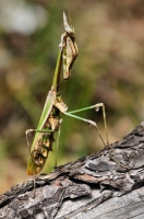 Empusa fasciata, Primorsko