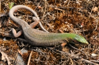 Lacerta viridis, Primorsko