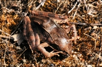 Unkenreflex, Rana dalmatina, Primorsko