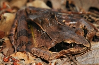 Unkenreflex, Rana dalmatina, Primorsko