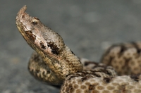 Vipera ammodytes, Primorsko