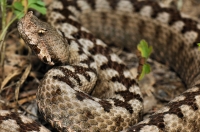 Vipera ammodytes, Primorsko