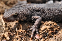 Triturus ivanbureschi, Achtopol