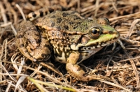 Pelophylax cf. ridibundus, Sinemorec