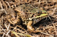 Pelophylax cf. ridibundus, Sinemorets