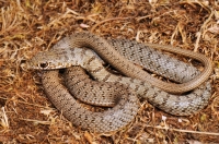 Dolichophis caspius, Sinemorec