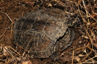 Mauremys rivulata kladoucí vejce, Achtopol