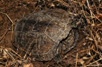 Mauremys rivulata lay eggs, Achtopol