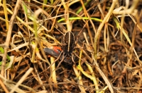 Opiliones, Achtopol