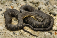 Natrix tessellata, Achtopol