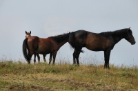 Horses near Varvara