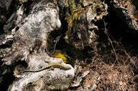 Podarcis muralis, Strandža