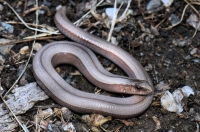Anguis fragilis komplex, Brodilovo