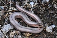 Anguis fragilis complex, Brodilovo