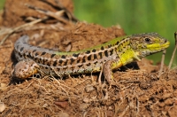 Podarcis tauricus, Bulgari