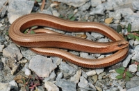 Anguis fragilis komplex, Kondolovo