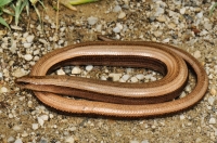 Anguis fragilis complex, Slivarovo pass