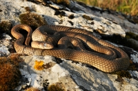 Dolichophis caspius, Malko Tarnovo