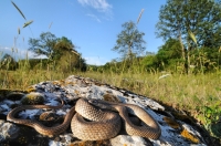 Dolichophis caspius, Malko Tarnovo