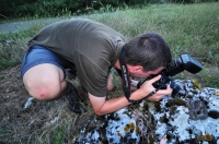 Photographing the Dolichophis caspius