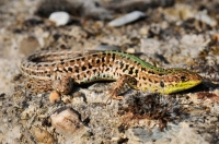 Podarcis tauricus