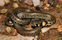 Natrix natrix, Brashlyan