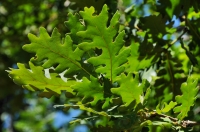 Strandja oak-tree