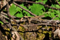 Podarcis muralis near Zvezdets