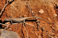 Podarcis muralis near Zvezdets