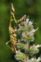 Empusa fasciata, Petrova Niva