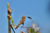 Empusa fasciata, Petrova Niva