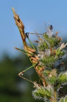 Empusa fasciata, Petrova Niva