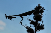 Empusa fasciata, Petrova Niva