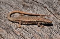 Podarcis muralis