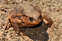 Bufo bufo, Tisovitsa