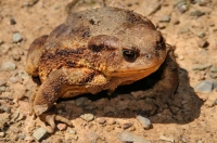 Bufo bufo, Tisovitsa