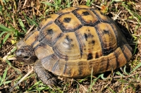 Testudo graeca, Primorsko