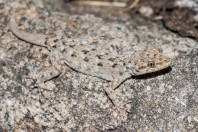 Mediodactylus kotschyi rumelicus, Plovdiv