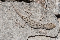 Mediodactylus kotschyi rumelicus, Plovdiv