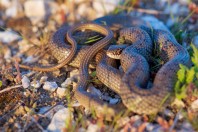 Dolichophis caspius, Rogosh