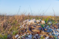 Dolichophis caspius, Rogosh