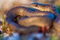 Dolichophis caspius, Rogosh
