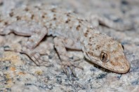 Mediodactylus kotschyi rumelicus, Plovdiv