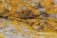 Podarcis erhardii, Varvara