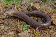 Pseudopus apodus, Varvara