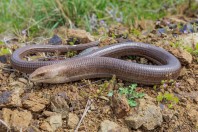 Pseudopus apodus, Varvara