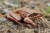 Rana dalmatina, Ropotamo